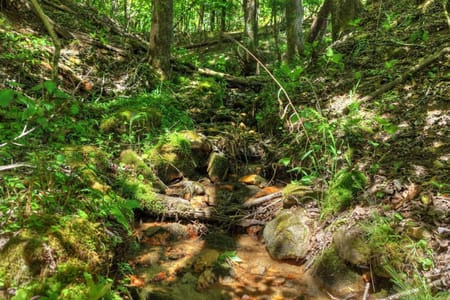 Cherry Log, GA 30522 Fannin County