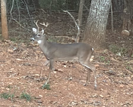 Dahlonega, GA 30533 Lumpkin County