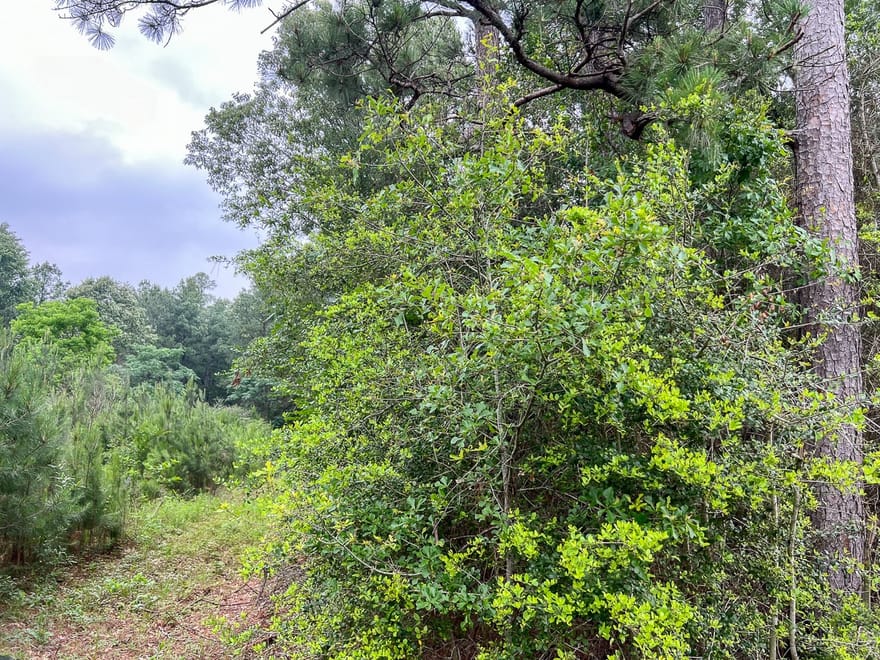 Fm 1475, Lufkin, Texas