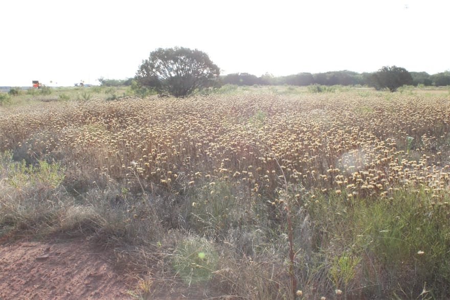 TBD Us-83, Tuscola, Texas