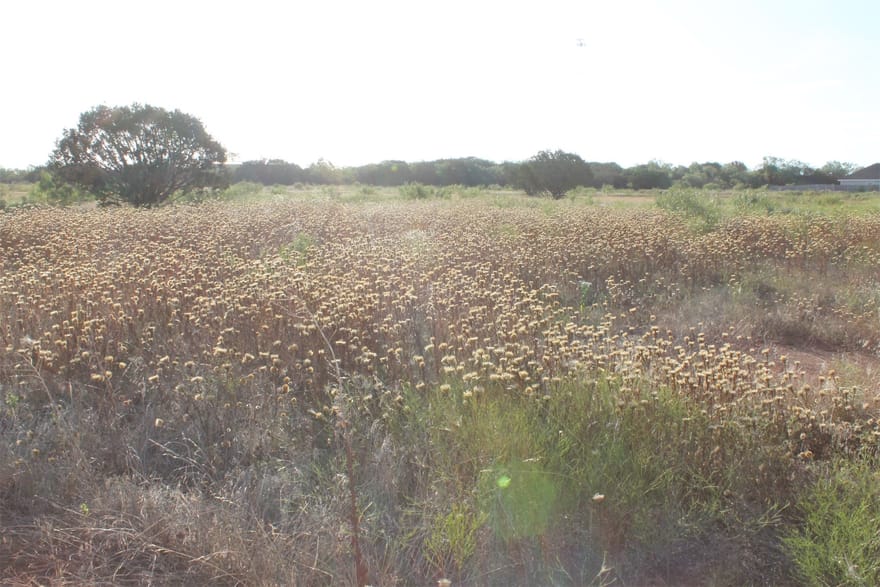 TBD Us-83, Tuscola, Texas