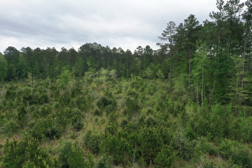 Lot 2 Denning Cr 255, San Augustine, Texas