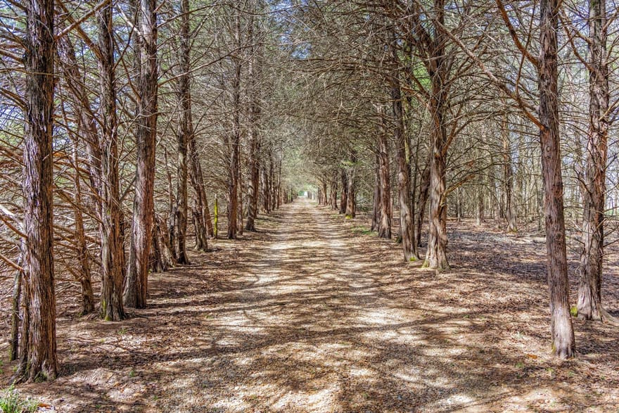 1393 County Road 2250, Ivanhoe, Texas