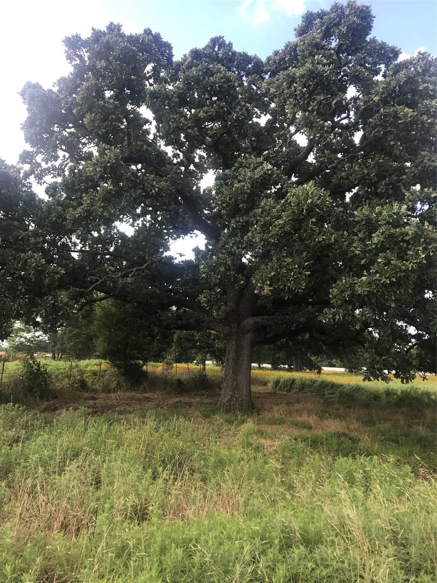 Tbd I 20 Frontage, Wills Point, Texas