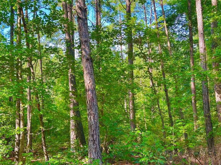 Hwy 808, Haynesville, Louisiana