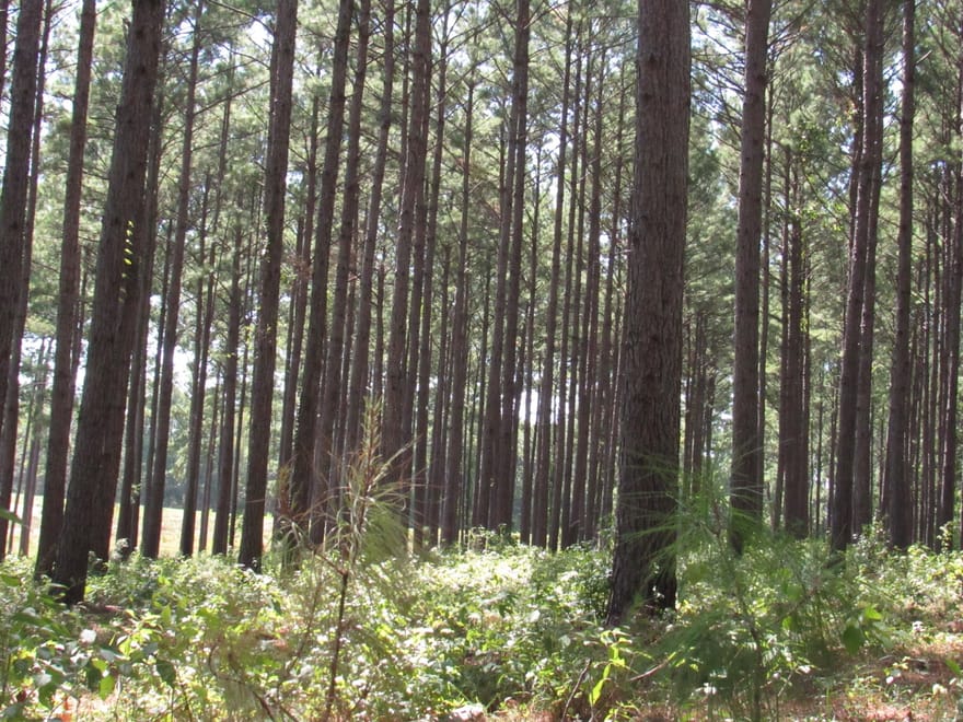 010 Fm 256 N, Woodville, Texas