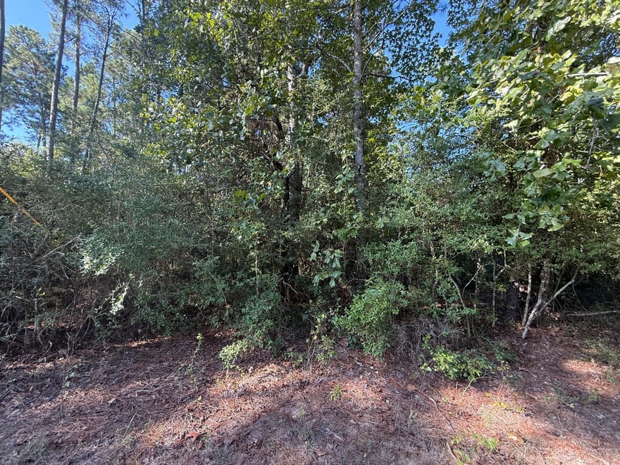 TBD Cr 3385, Lovelady, Texas