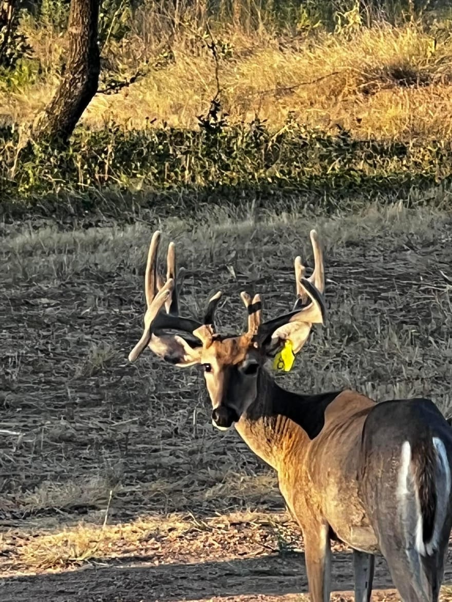 8500 Cr 121, Cross Cut, Texas