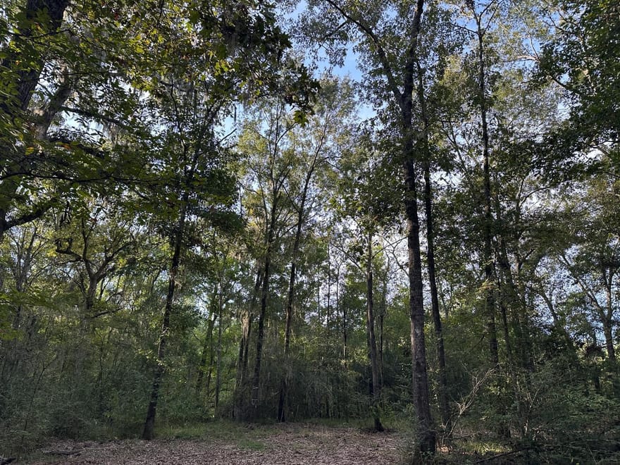 Buck Creek Drive, Shepherd, Texas