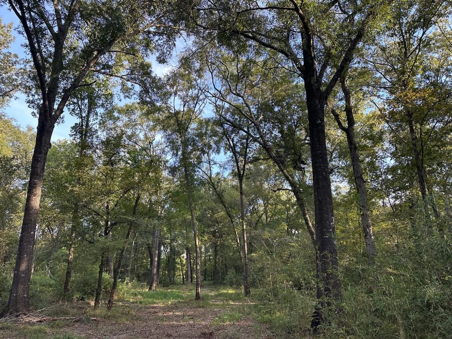 Buck Creek Drive, Shepherd, Texas