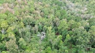 9.3AC County Road 2035, Newton, Texas