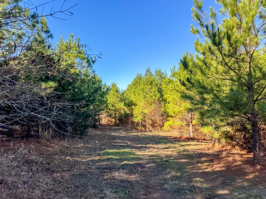 County Road 1637, Linden, Texas