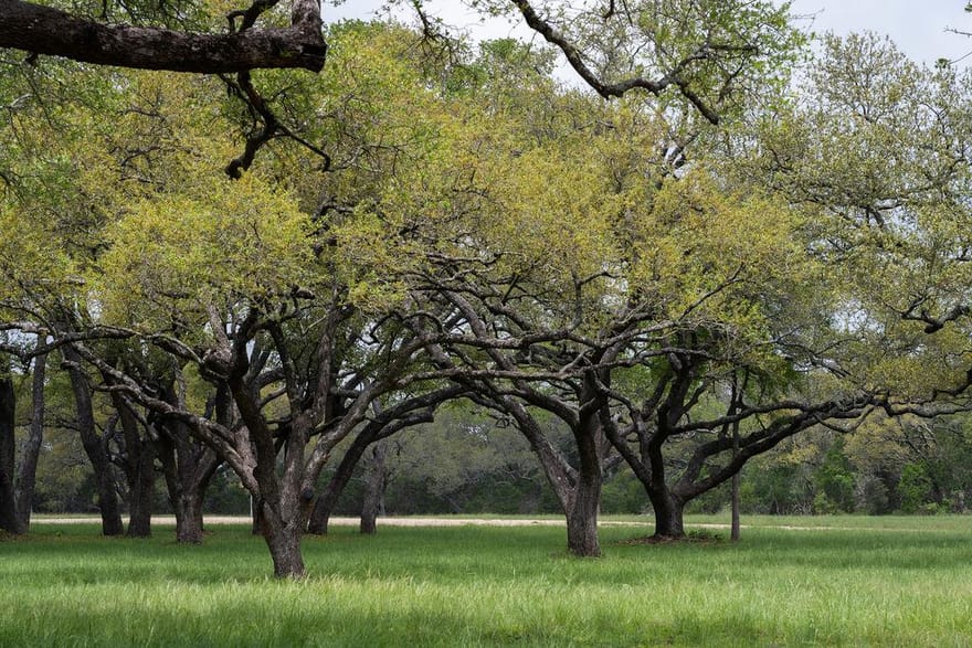 426 Mill Run, New Braunfels, Texas