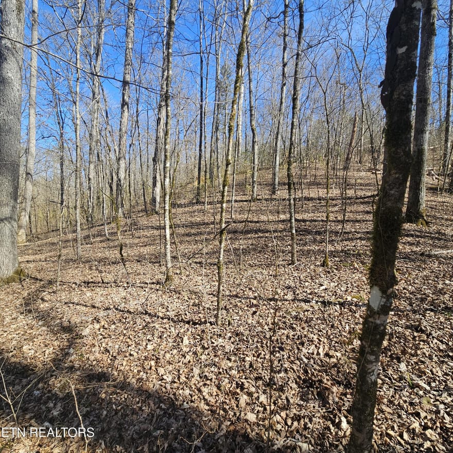 Lick Creek Rd, Tellico Plains, Tennessee