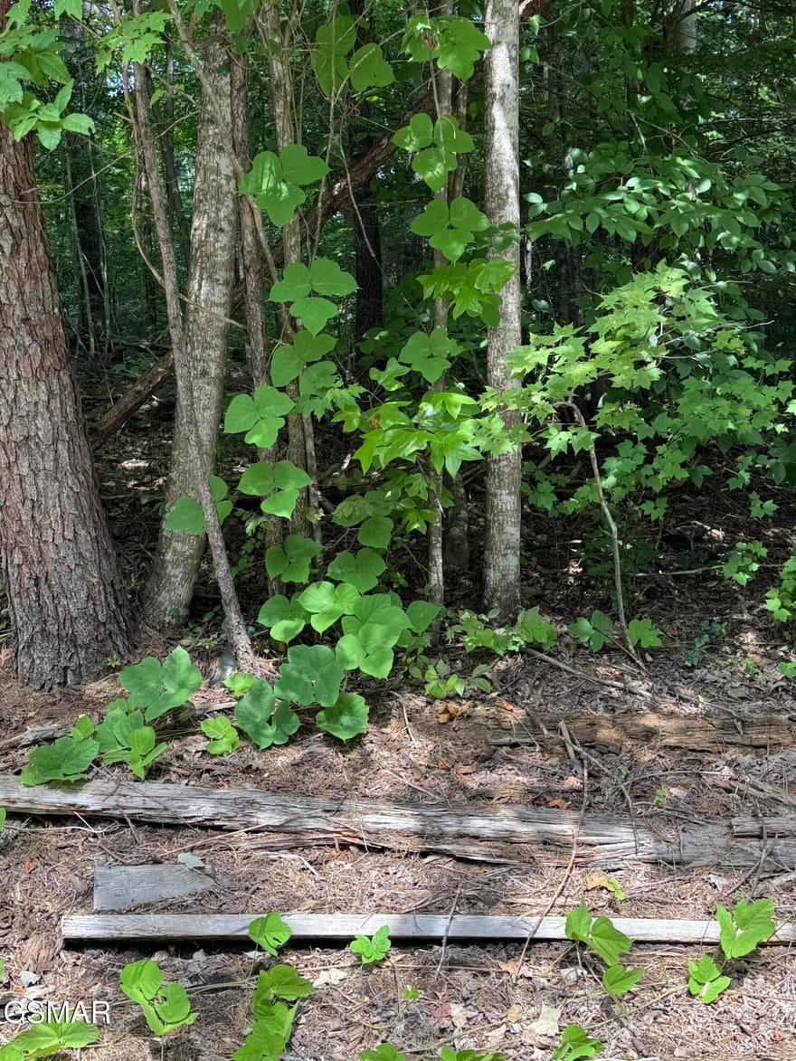 Sb Ogle Lane, Pigeon Forge, Tennessee