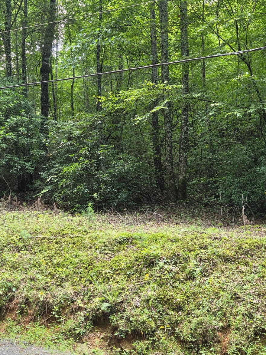 Chopped Oak, Ellijay, Georgia