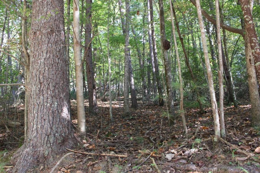 LOT 16R Leatherwood Mountain Road, Cherry Log, Georgia