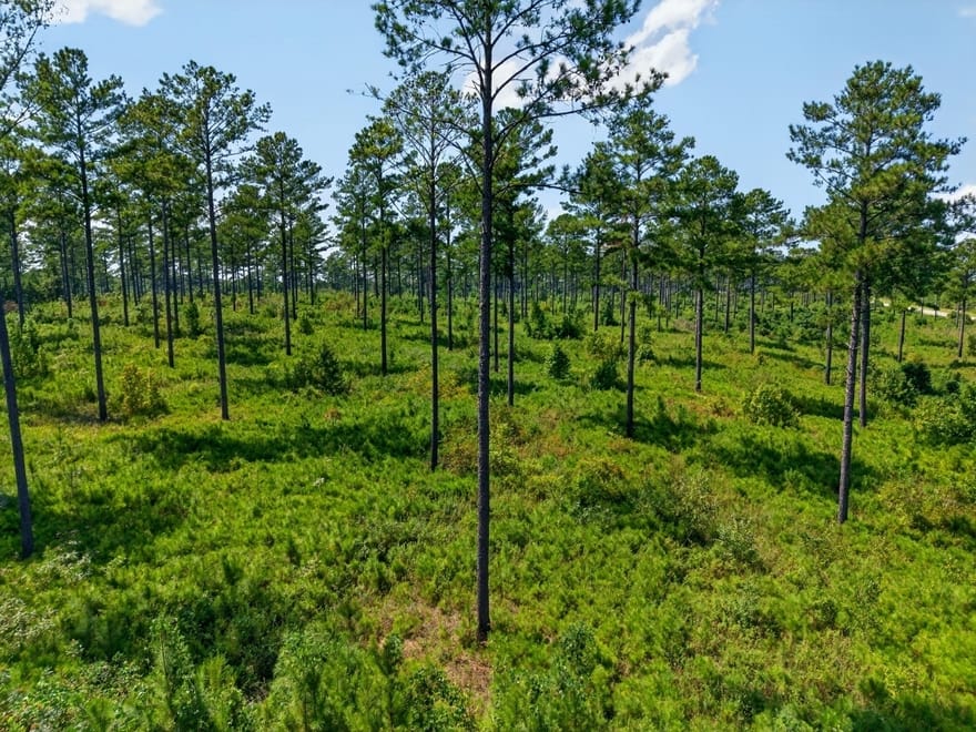 Hwy 30, Buena Vista, Georgia