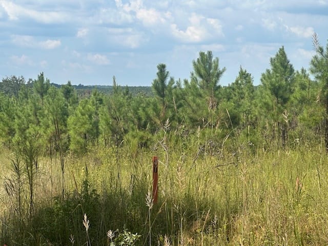 Cook Road, Monticello, Georgia