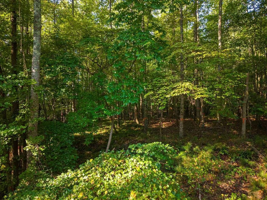 Cox Road, Roswell, Georgia
