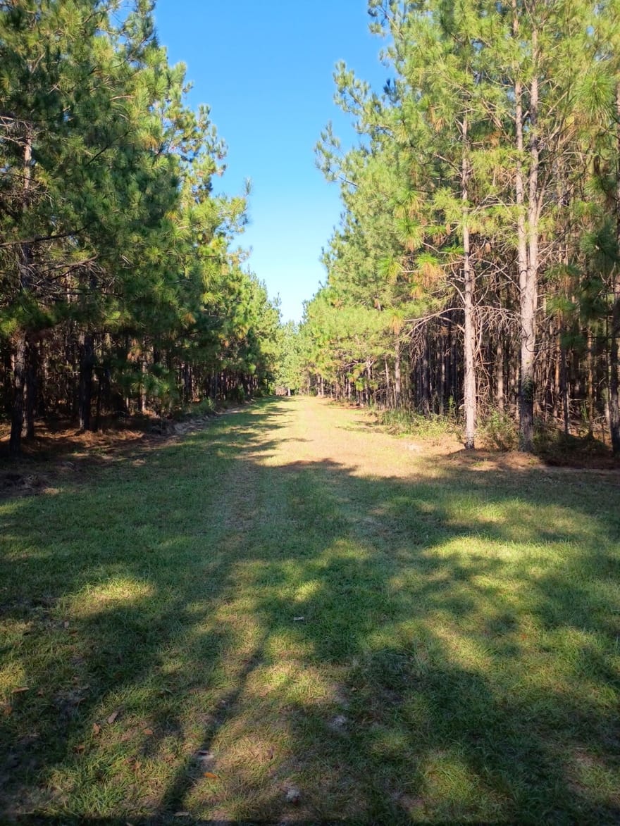 Thomas Road, Millen, Georgia