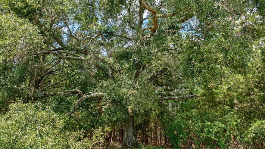 Middlebrooks Road, Watkinsville, Georgia