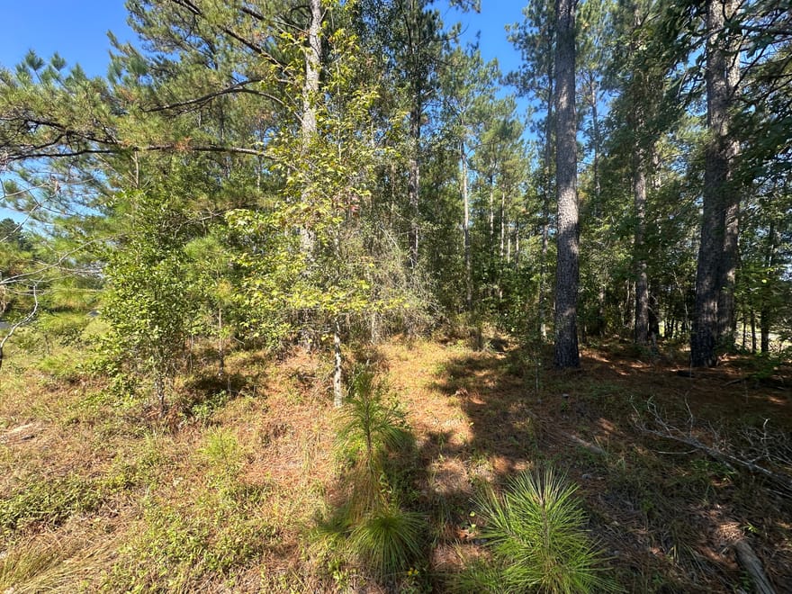Bascom Road, Sylvania, Georgia